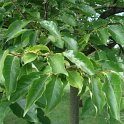 Diospyros lotus feuille